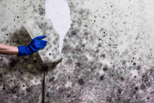 Best Home Mold Removal  in Thayer, MO